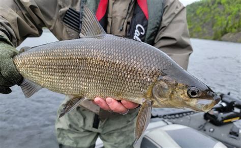 whitefish fish|Lake whitefish .